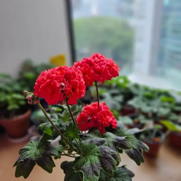 별의여왕 스텔라제라늄