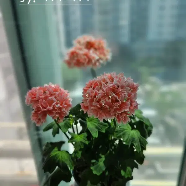 sy.피치피치 스텔라제라늄
