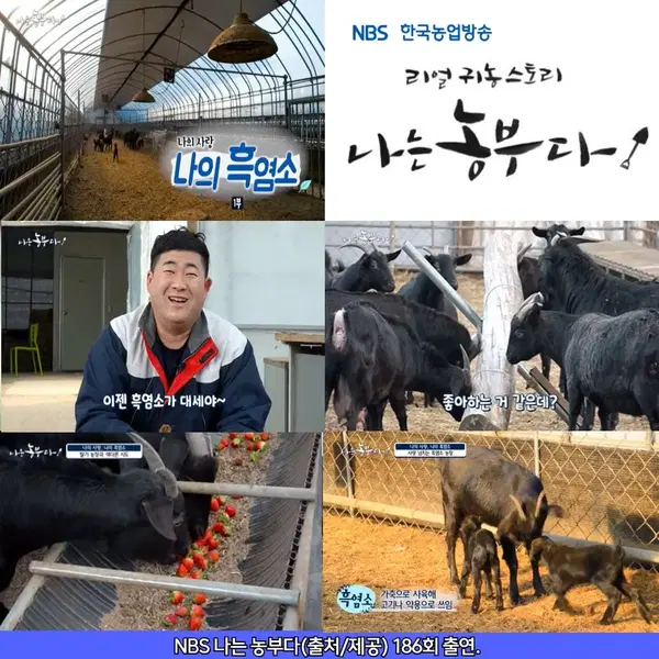 그린팜흑염소진액 네박스 - 7번째 이미지