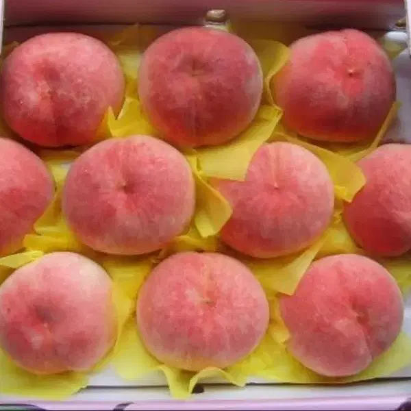 세상에서 가장 딱딱하고 맛있는 아부백도(무료배송)