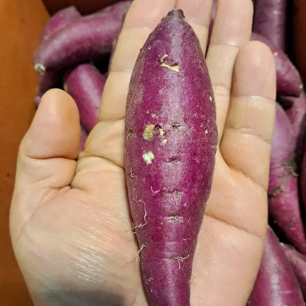 오리지날 꿀밤고구마3kg(무료배송)