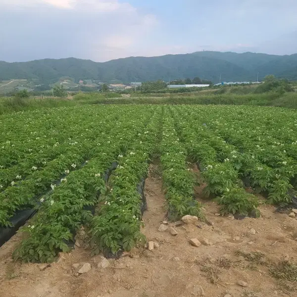 26년 강원도 양구 두백 분감자(왕,특,대) 혼합 10 KG - 3번째 이미지