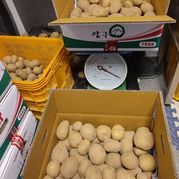 26년 강원도 양구 두백 분감자(왕,특,대) 혼합 10 KG - 2번째 이미지