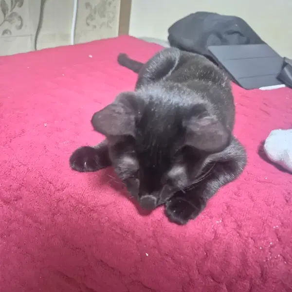 고양이 팔아요