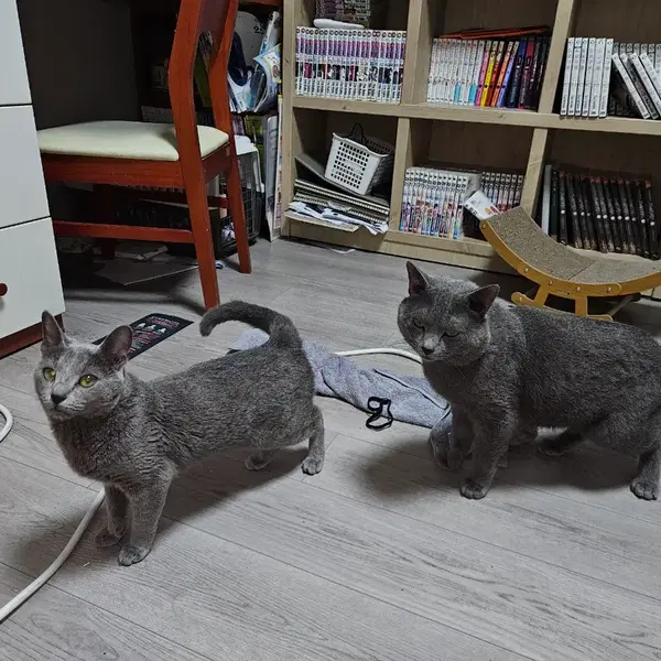 러시안 블루 입양 보네요 - 4번째 이미지
