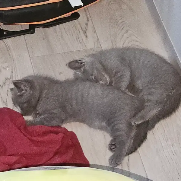 러시안 블루 입양 보네요