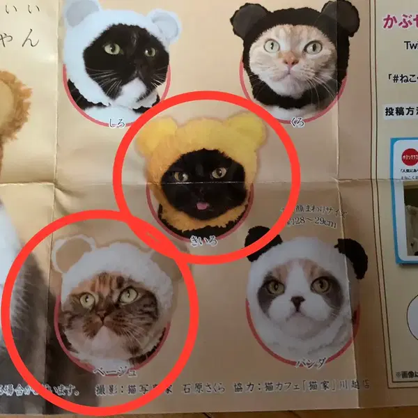 (0) 고양이 가챠 모자 날개 펫파라다이스 옷 일괄판매 - 2번째 이미지