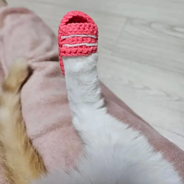 고양이 슬리퍼