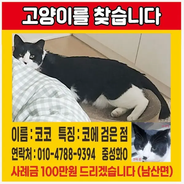 코코