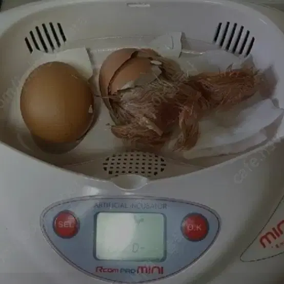 부화기, 육추기, 병아리 부화체험 용품 대여(설치 및 수거비 포함)