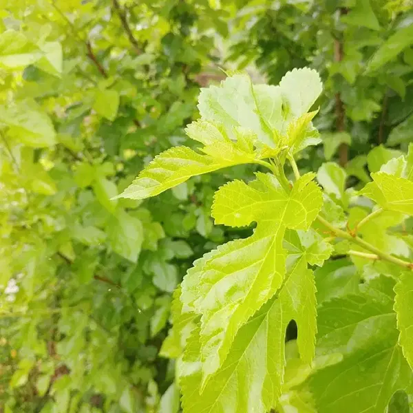 안동 무농약 햇빛 자연통풍 건조 최상급 뽕잎,산칡잎(4팩)