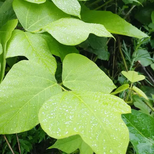 안동 무농약 햇빛 자연통풍 건조 최상급 뽕잎,산칡잎(3팩) - 6번째 이미지