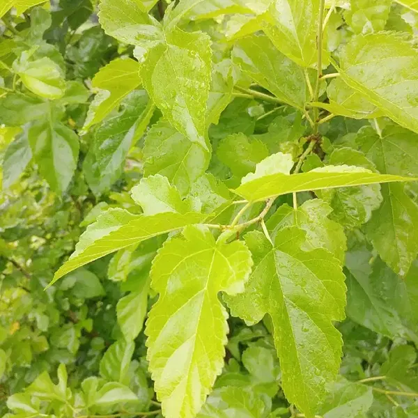 안동 무농약 햇빛 자연통풍 건조 최상급 뽕잎,산칡잎 (1팩) - 4번째 이미지