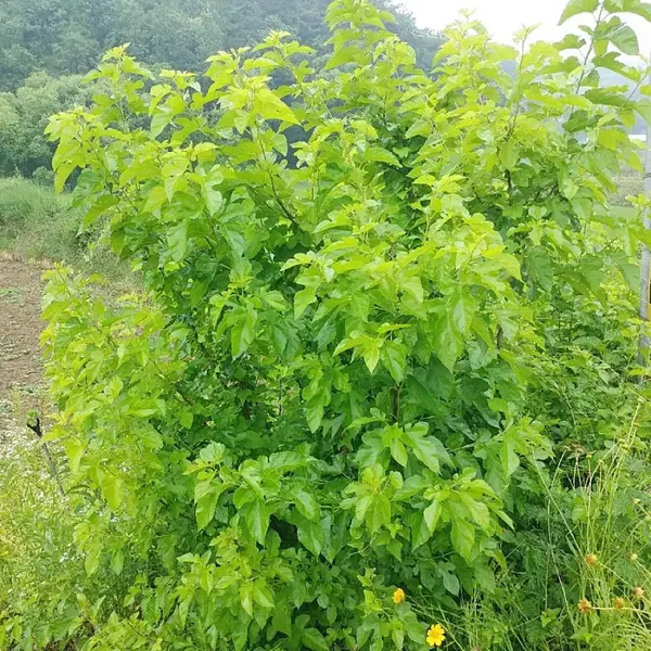 안동 무농약 햇빛 자연통풍 건조 최상급 뽕잎,산칡잎 - 3번째 이미지